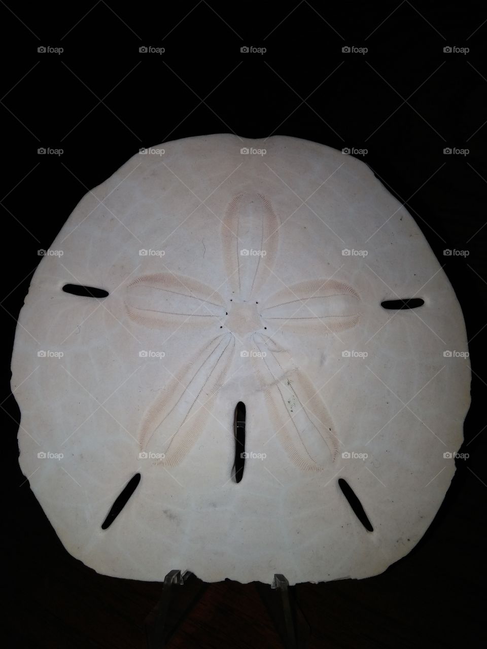 Sand Dollar