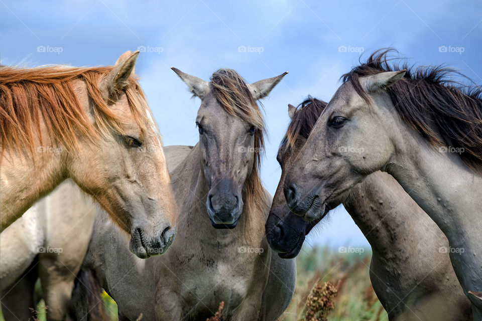 Animal close-up photography. Horse consultation. Four horses assembled your heads together.