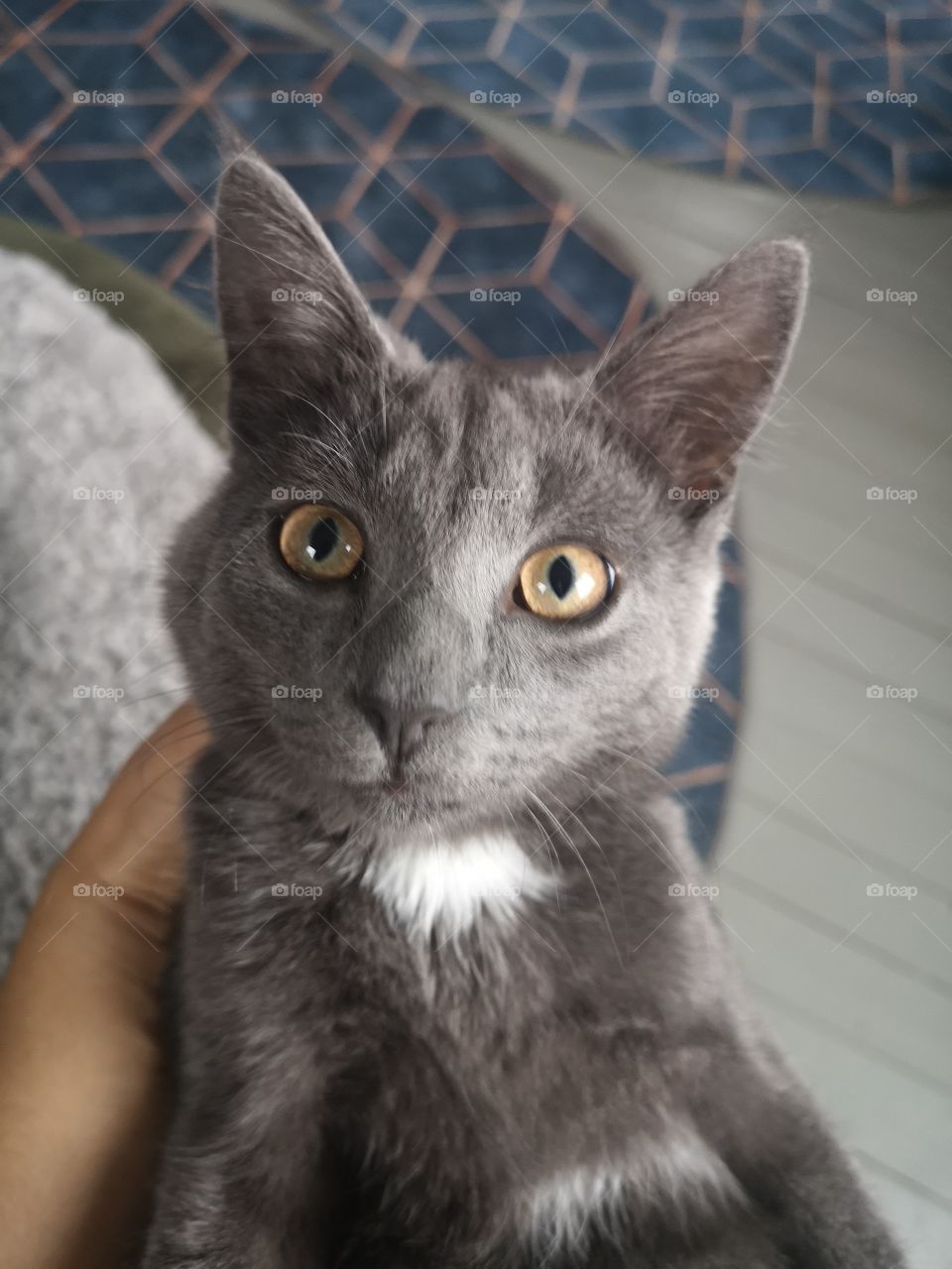 My beautiful pet simba.  Very nice cat and loves to cuddle