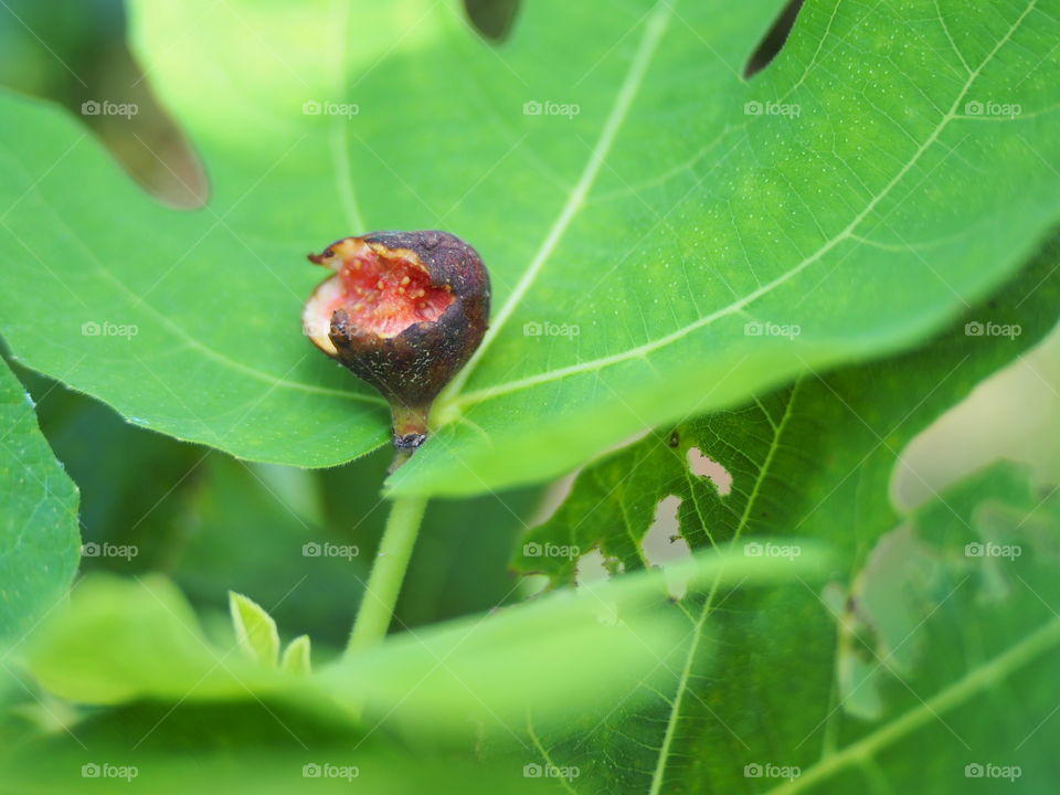 Figs in nature