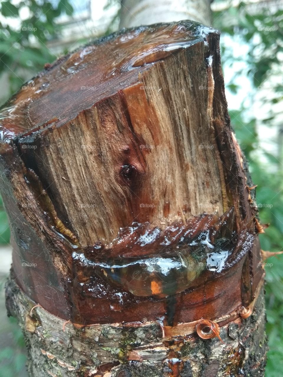 Tree honey