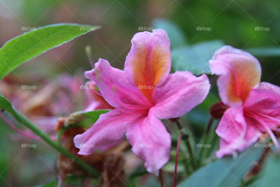 Rhododendron