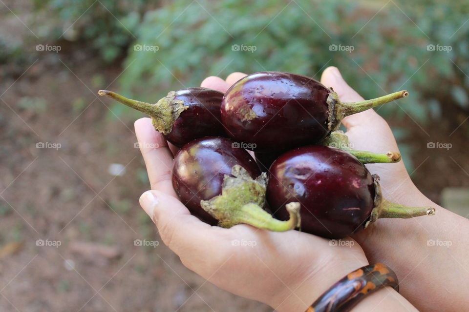 Eggplant organic 