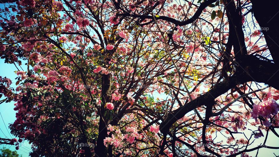 Arvore na primavera, as rosadas flores do Ipê.
