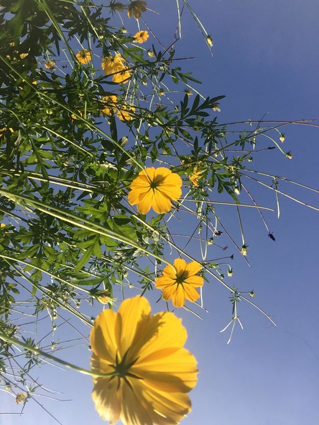 Yellow flower in sky background 