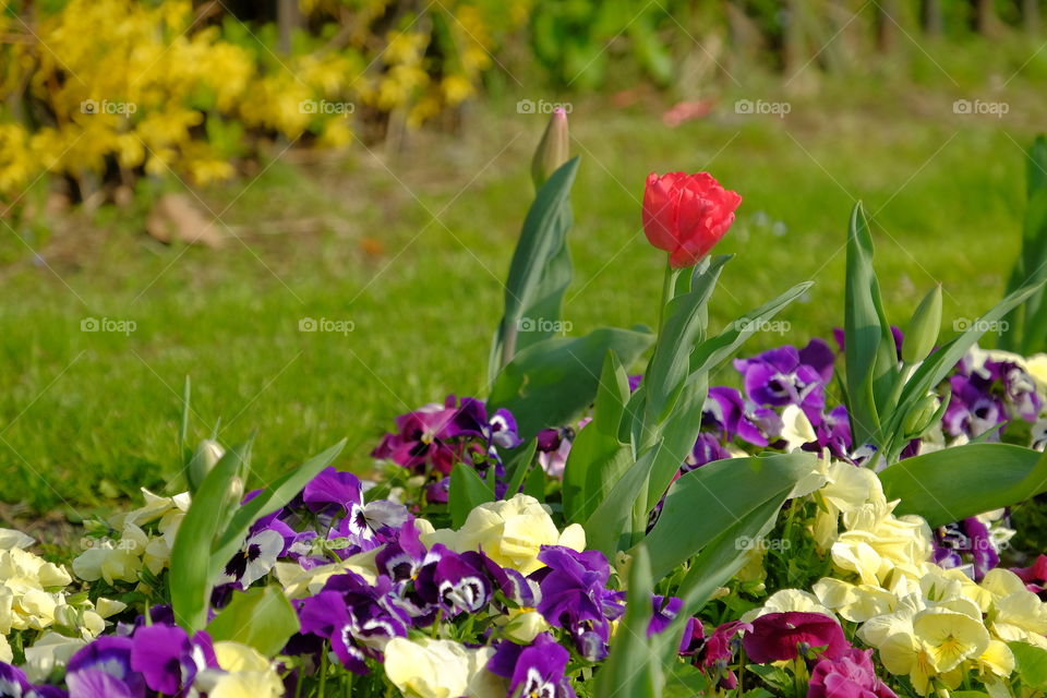 Tulip. Spring flowers
