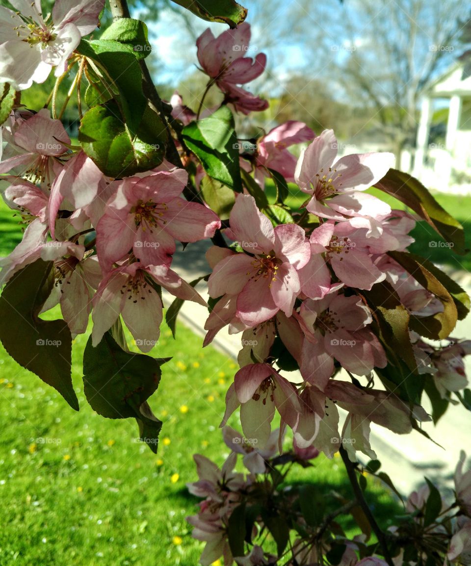 Full bloom, Rochester, MN