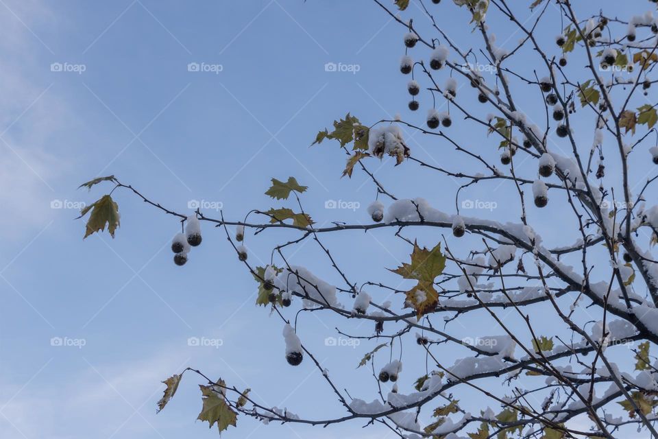 Branches covered with snow against blue sky