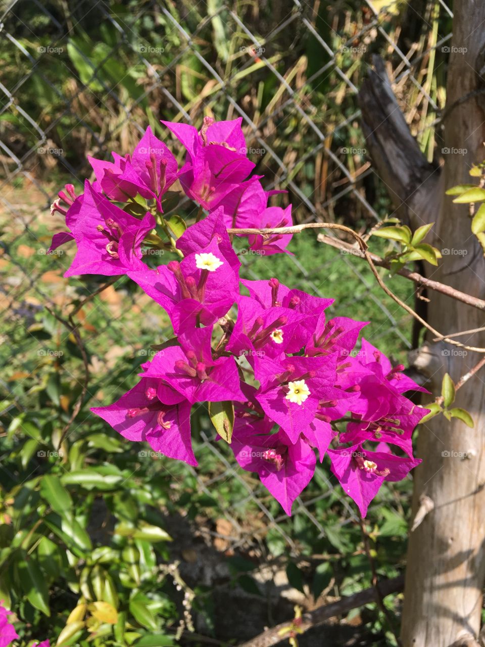 Primaveras de cores exuberantes. Lindas pétalas que nos inspiram e mostram sua beleza. 