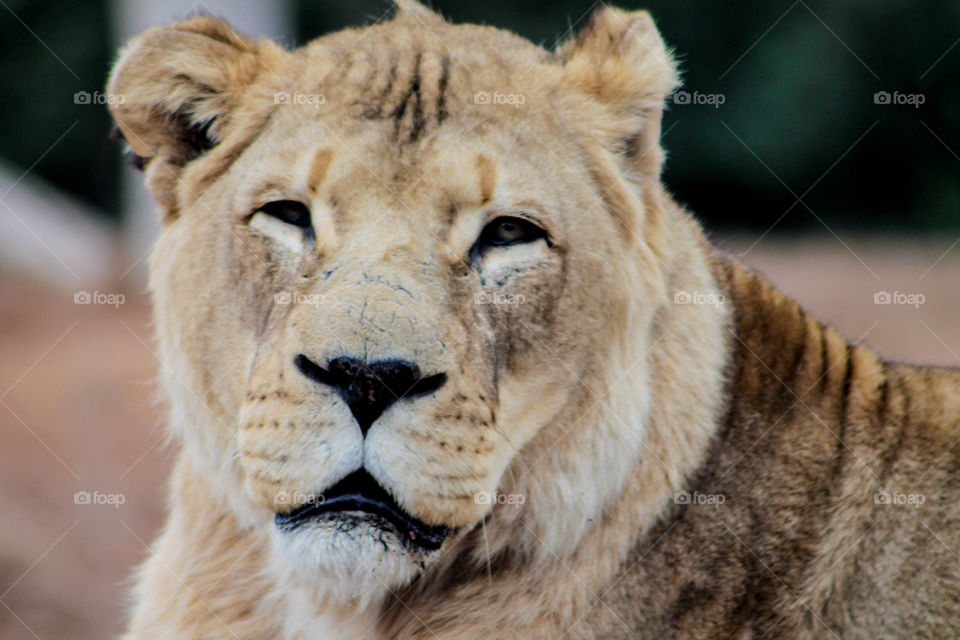Lion up close