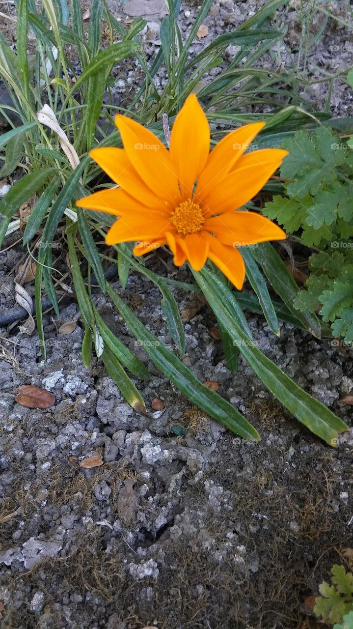 orange flower. in Sacramento California