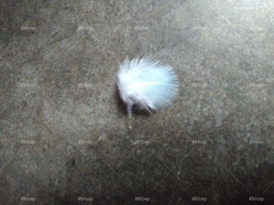 feather