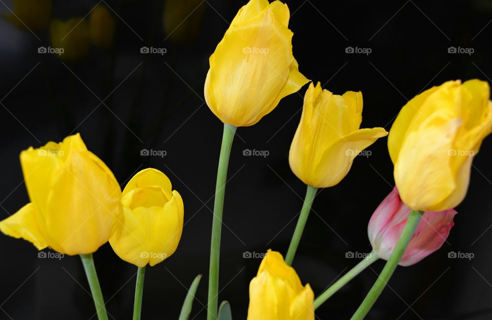 yellow tulips