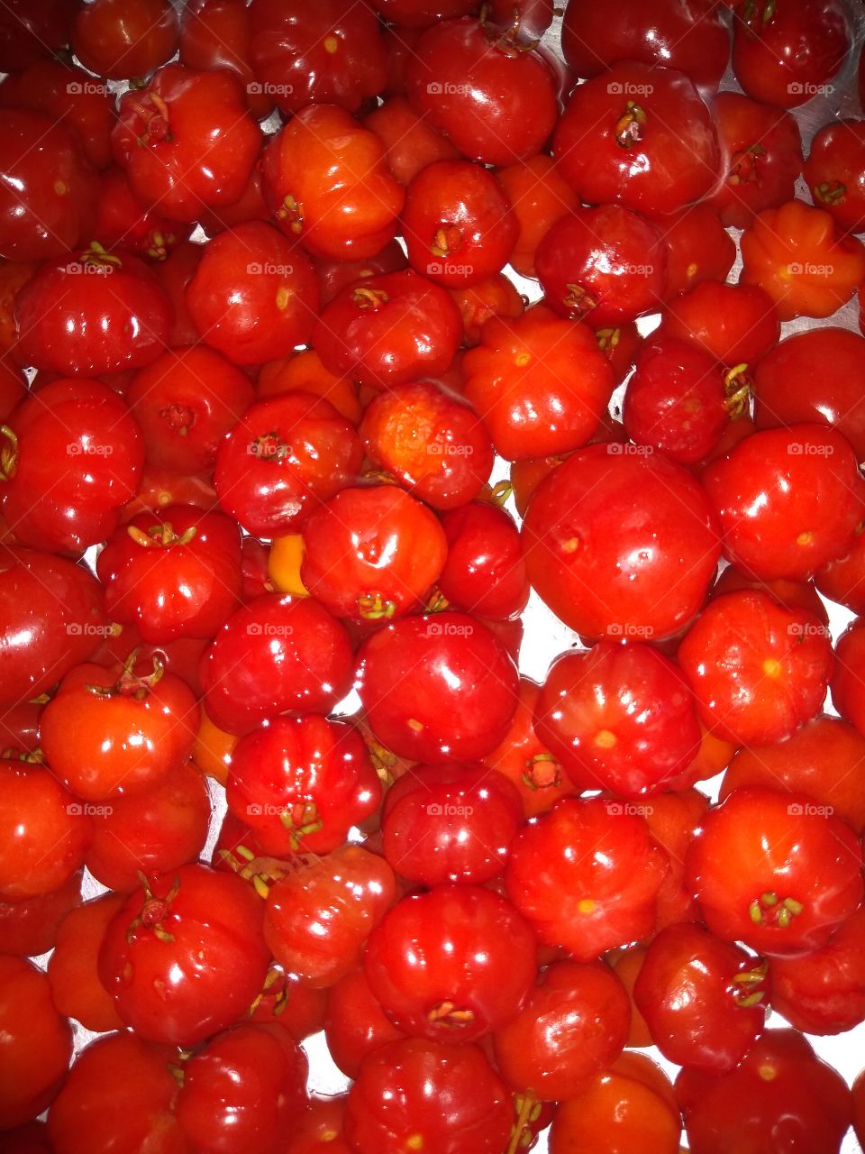 pitangas do meu quintal