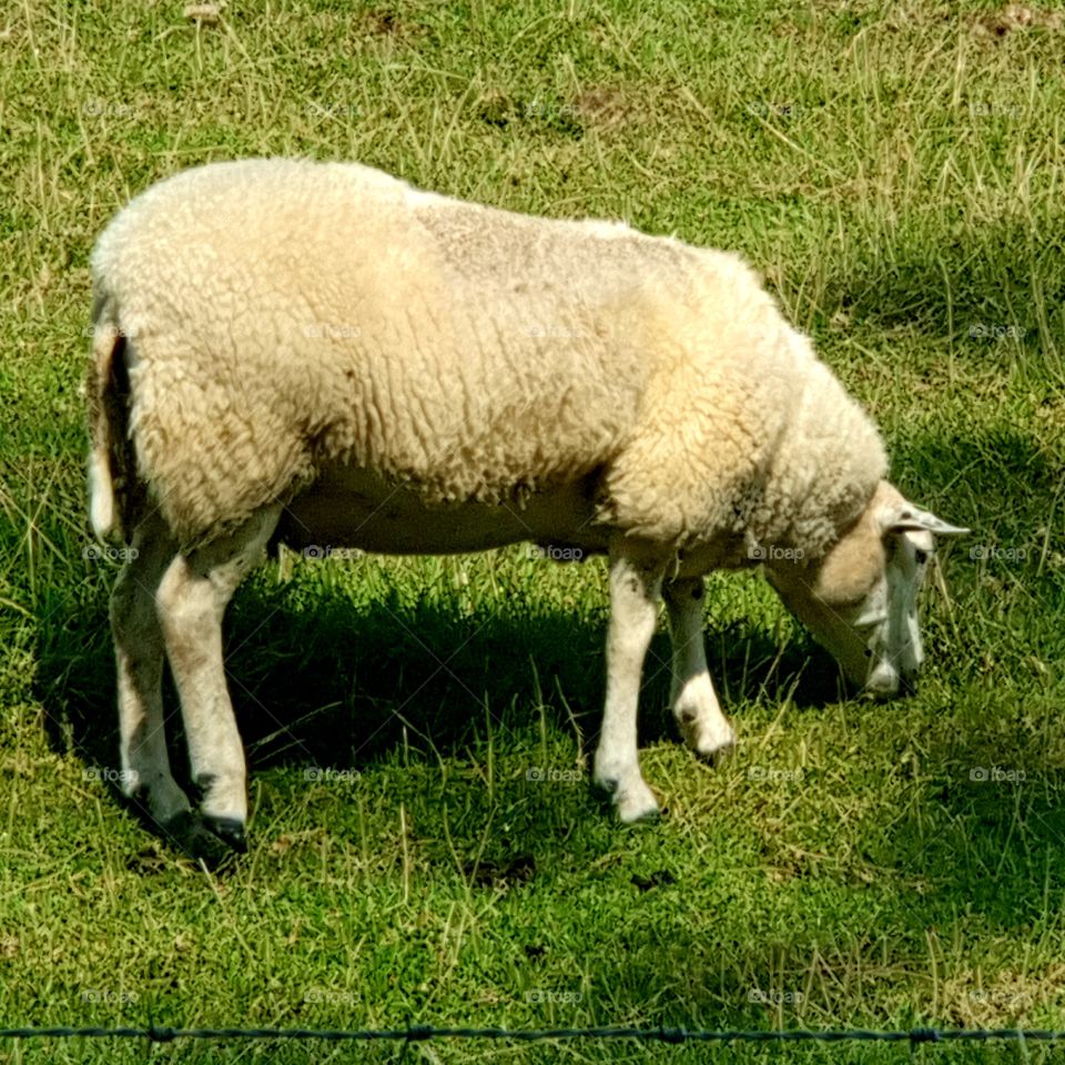 A sheep grazing on the land