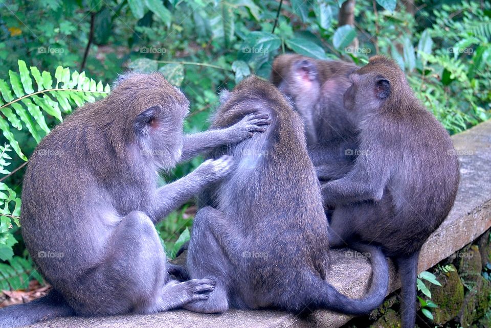 monkey family in Ubud in the sacred monkey park, Indonesia