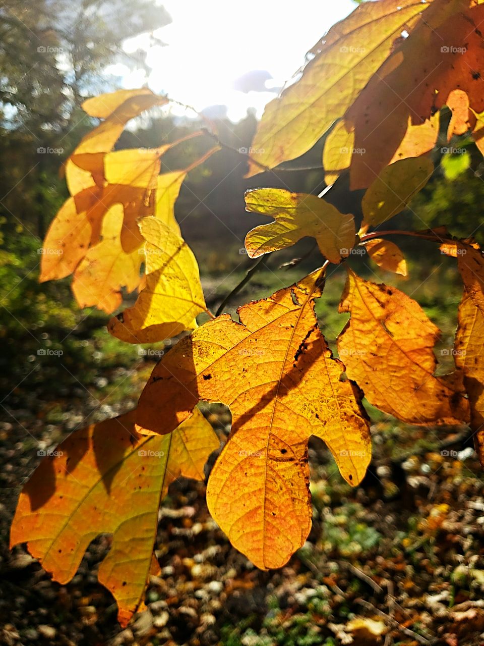 sunset behind fall leaves