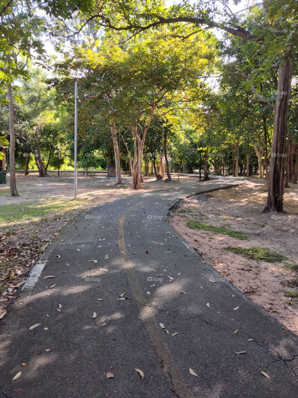 Path in the forest park