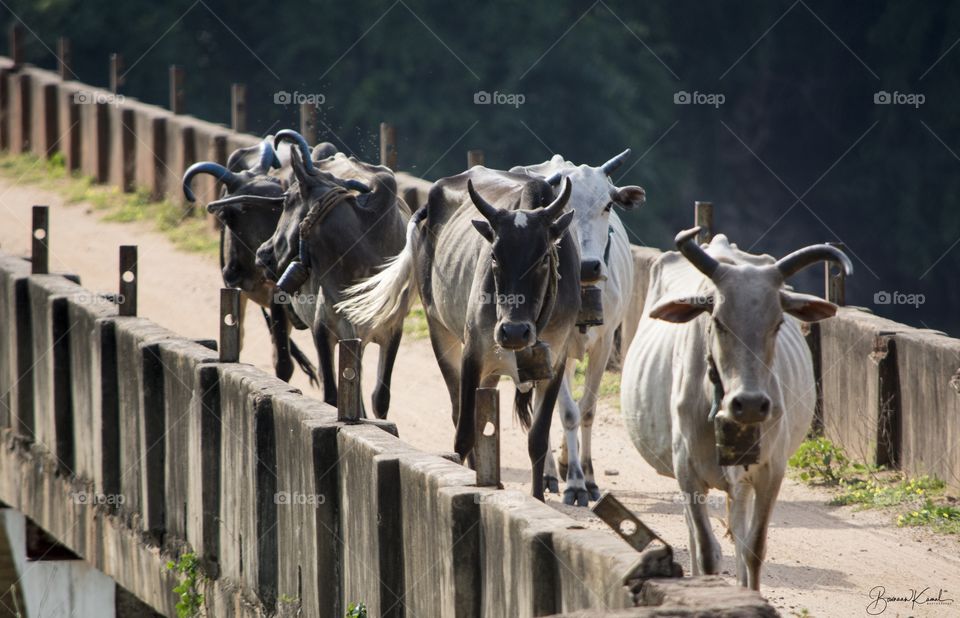 Cattles from South India