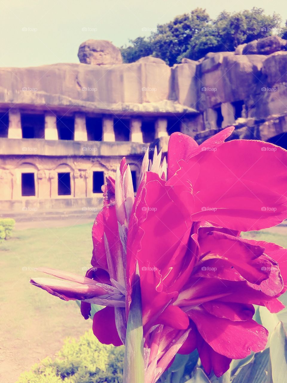 Khandagiri Flowers