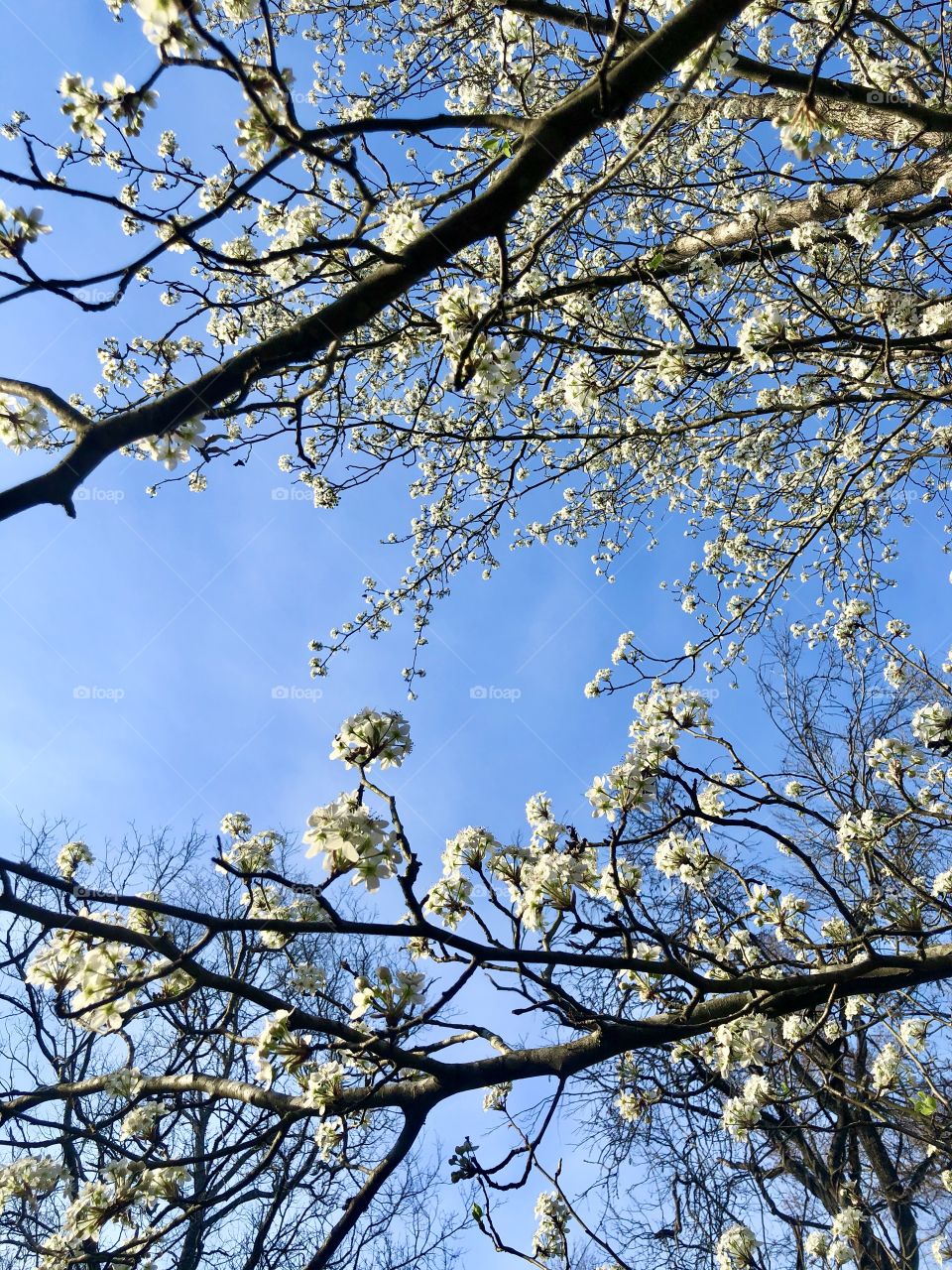 Bradford pear tree blooming in early spring 