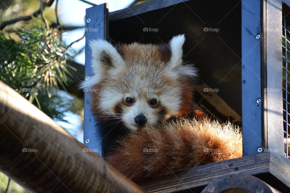 red ring tailed panda