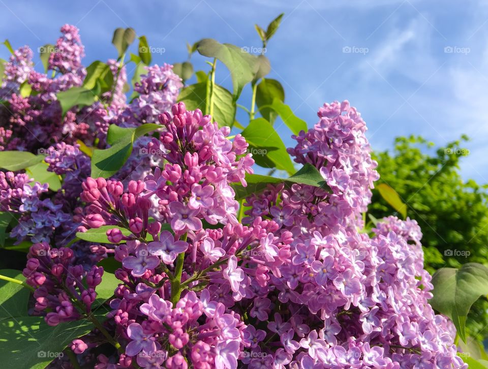 Close-up of lilac flower