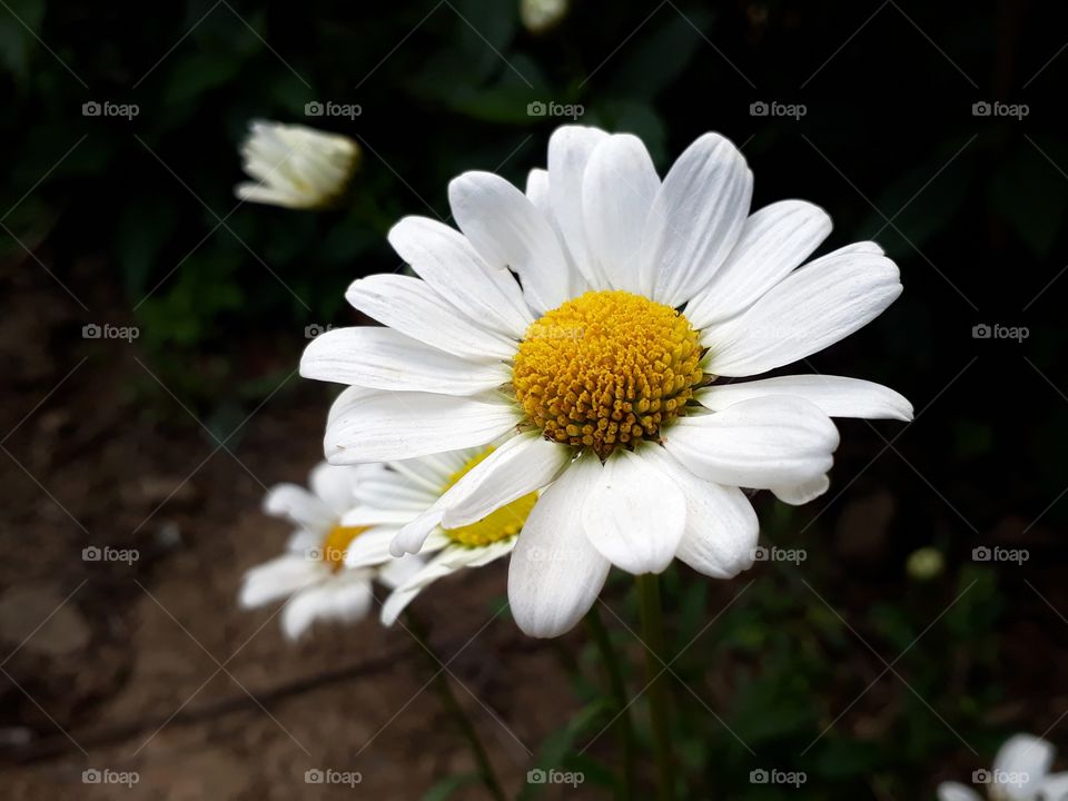 Daisy from my flower collection