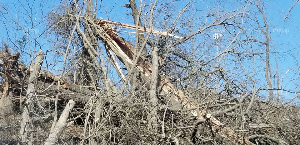 Splintered trees from Tornado damage
