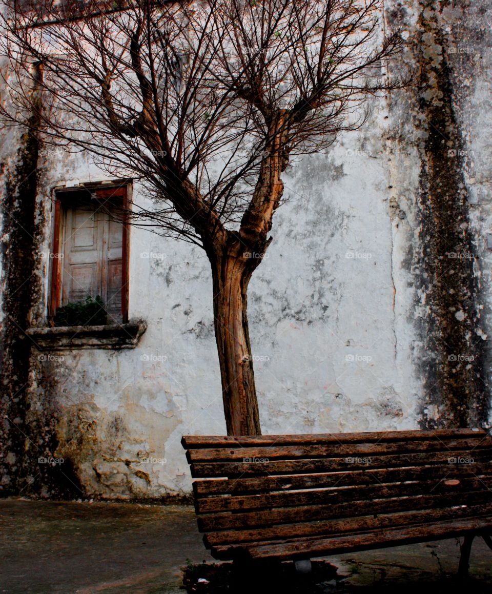 A bench, a tree, a moldy wall. An old, rustic house in Campi Salentina, Italy.