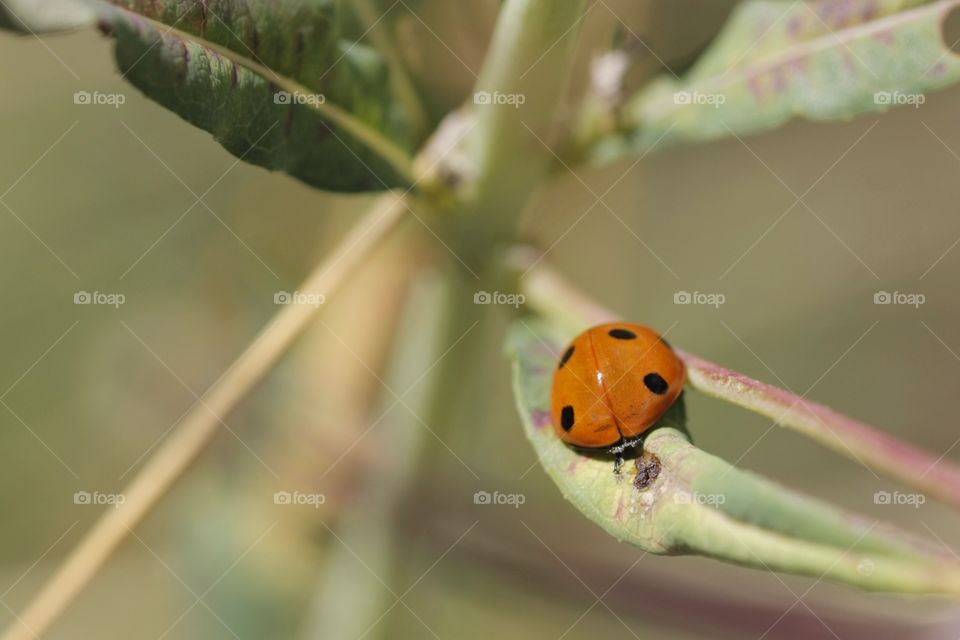 Close-up of ladybug on plant