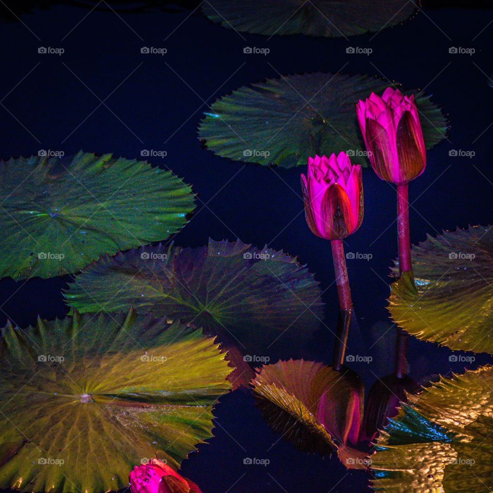 Night lilies 