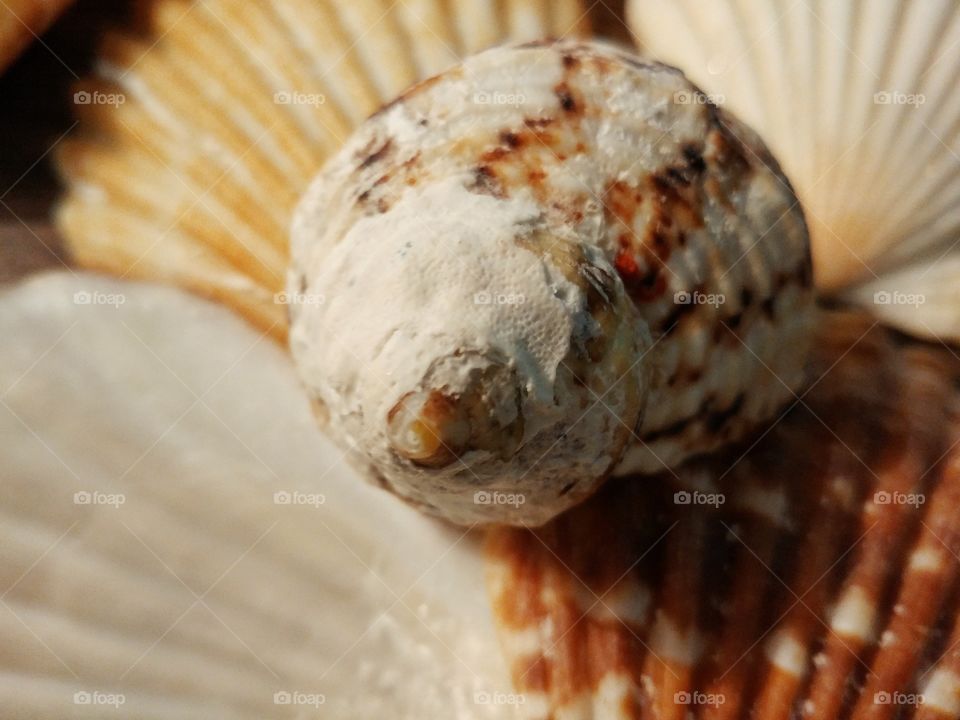 Extreme close-up of seashell