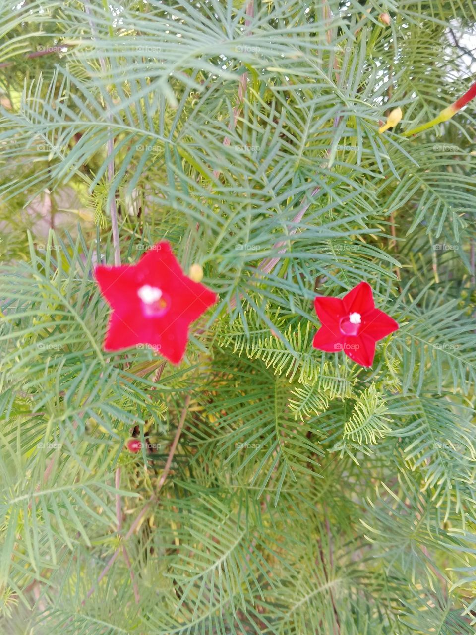 tiny red flower