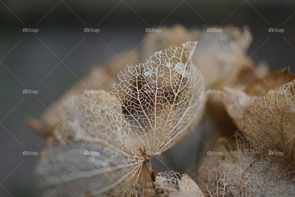 decaying Hydrangea petals