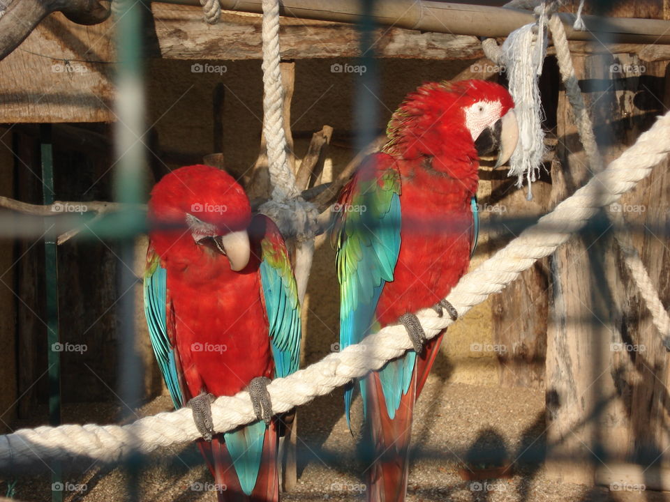 parrots