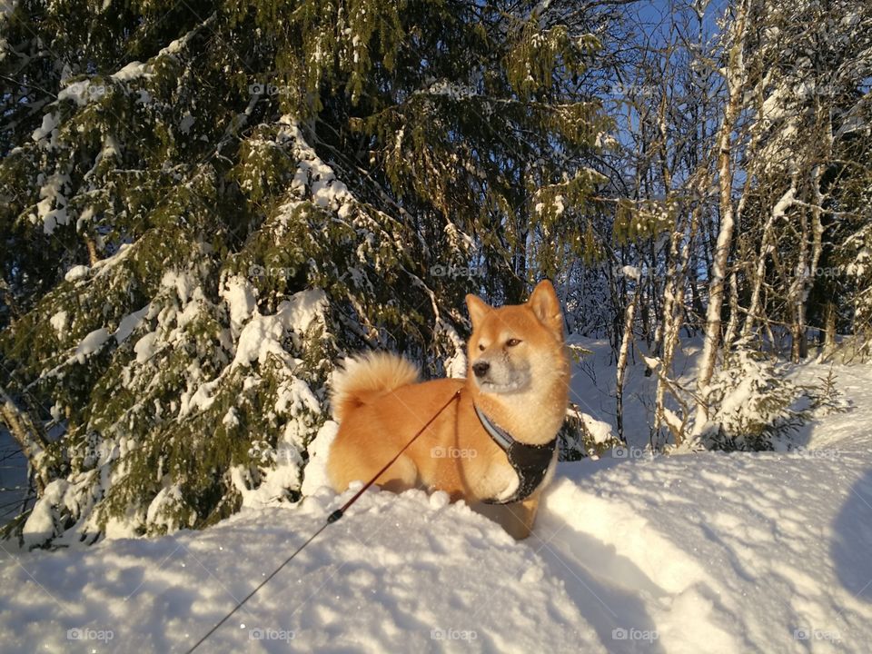 Shiba in snow.