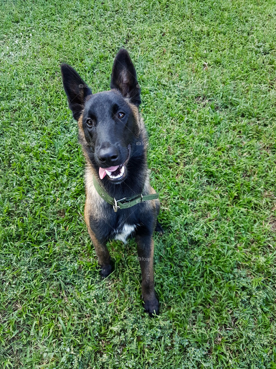 playing with my dog Dixon