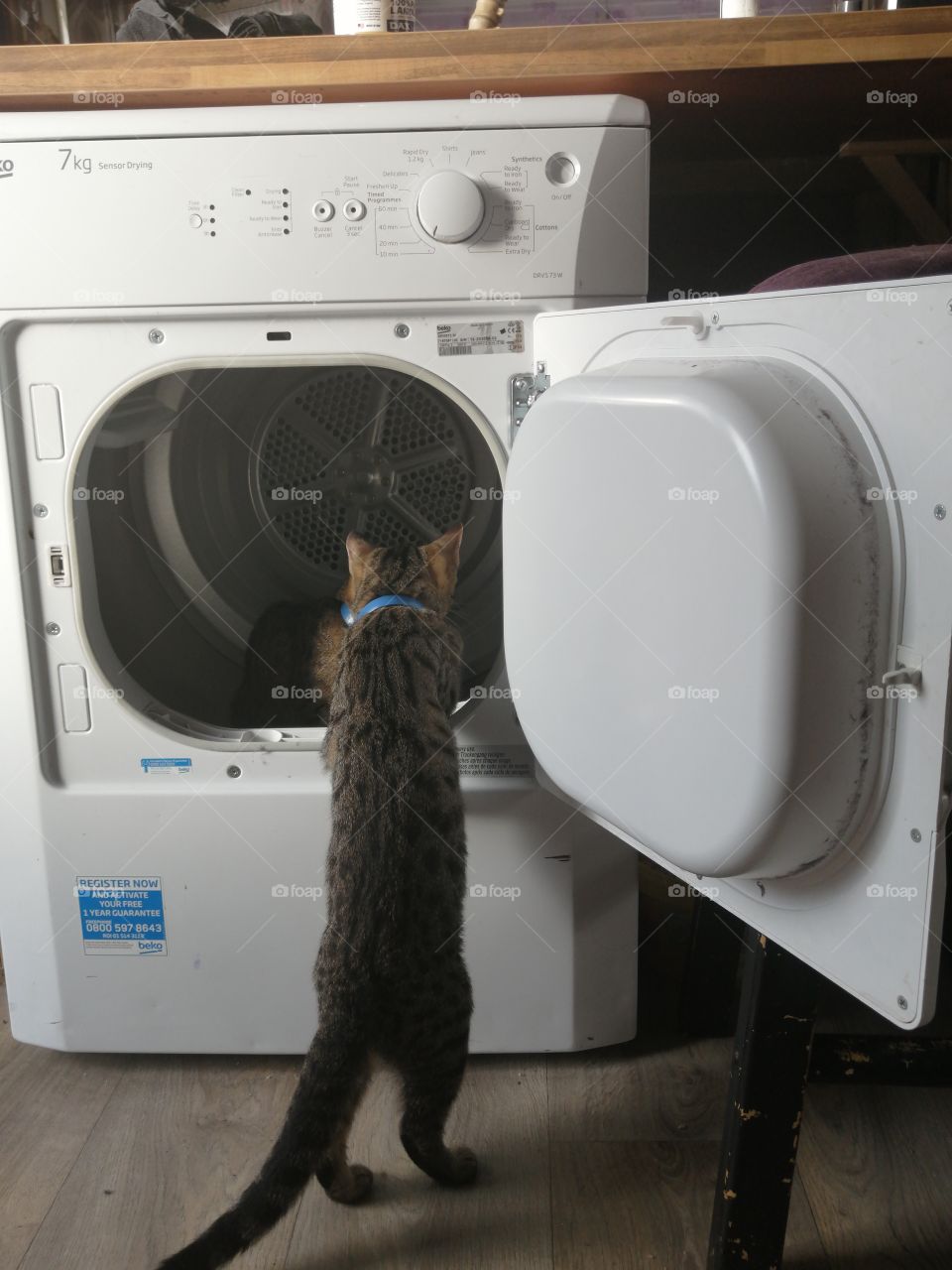 One small step for a kitten.... Kitten explores a tumble dryer