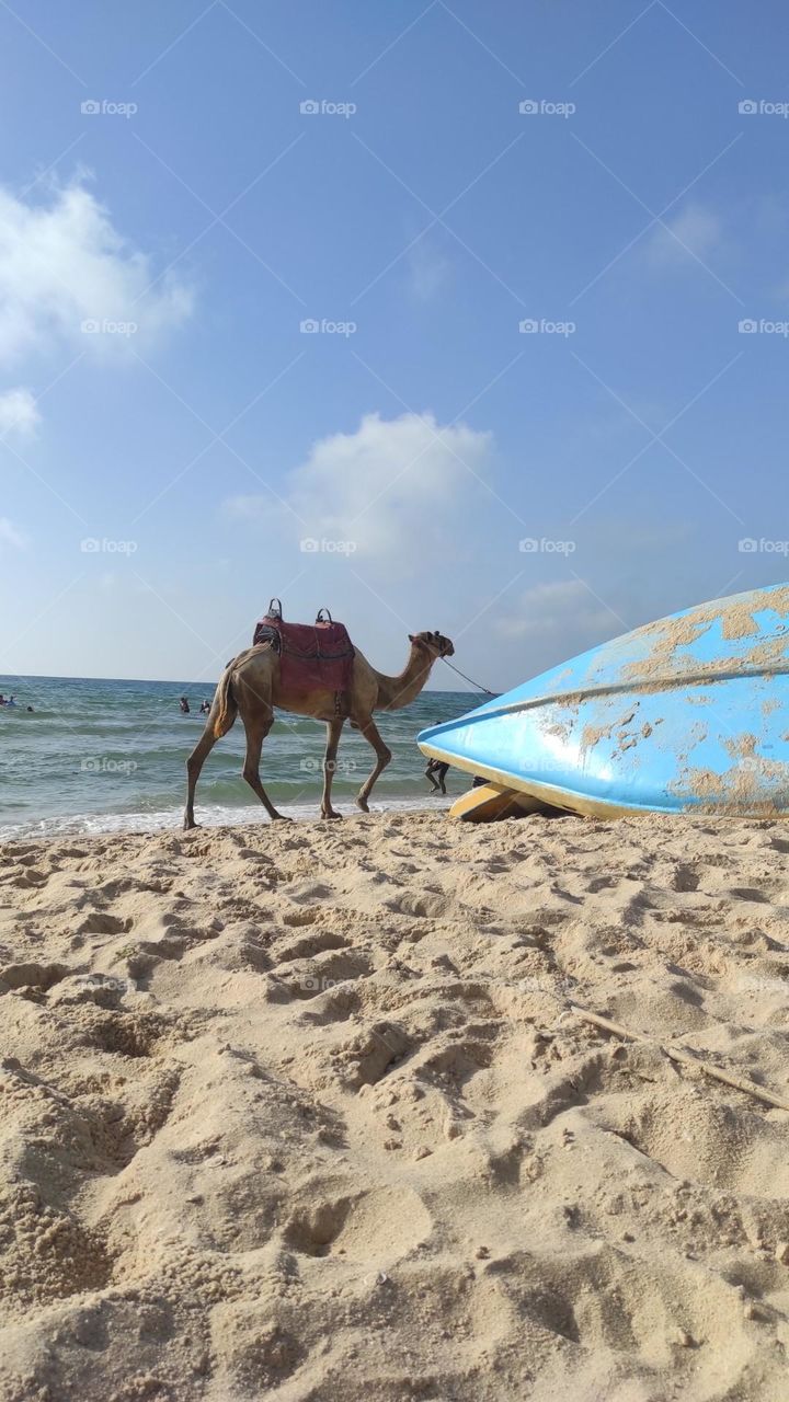 Camel on the seashore