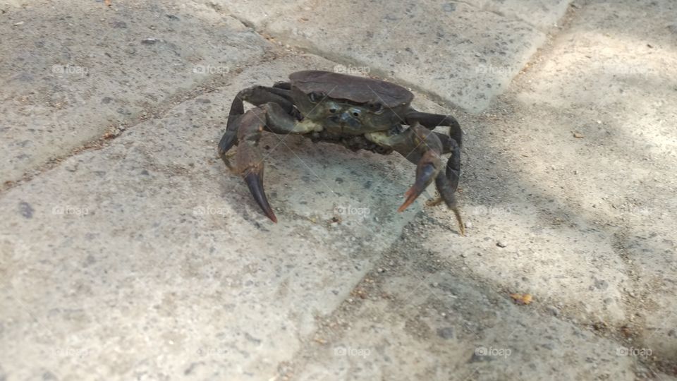 mr. crab