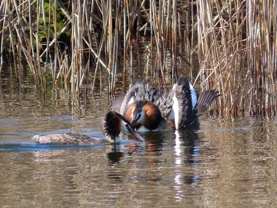 Great Crested Grebe Mating Dance