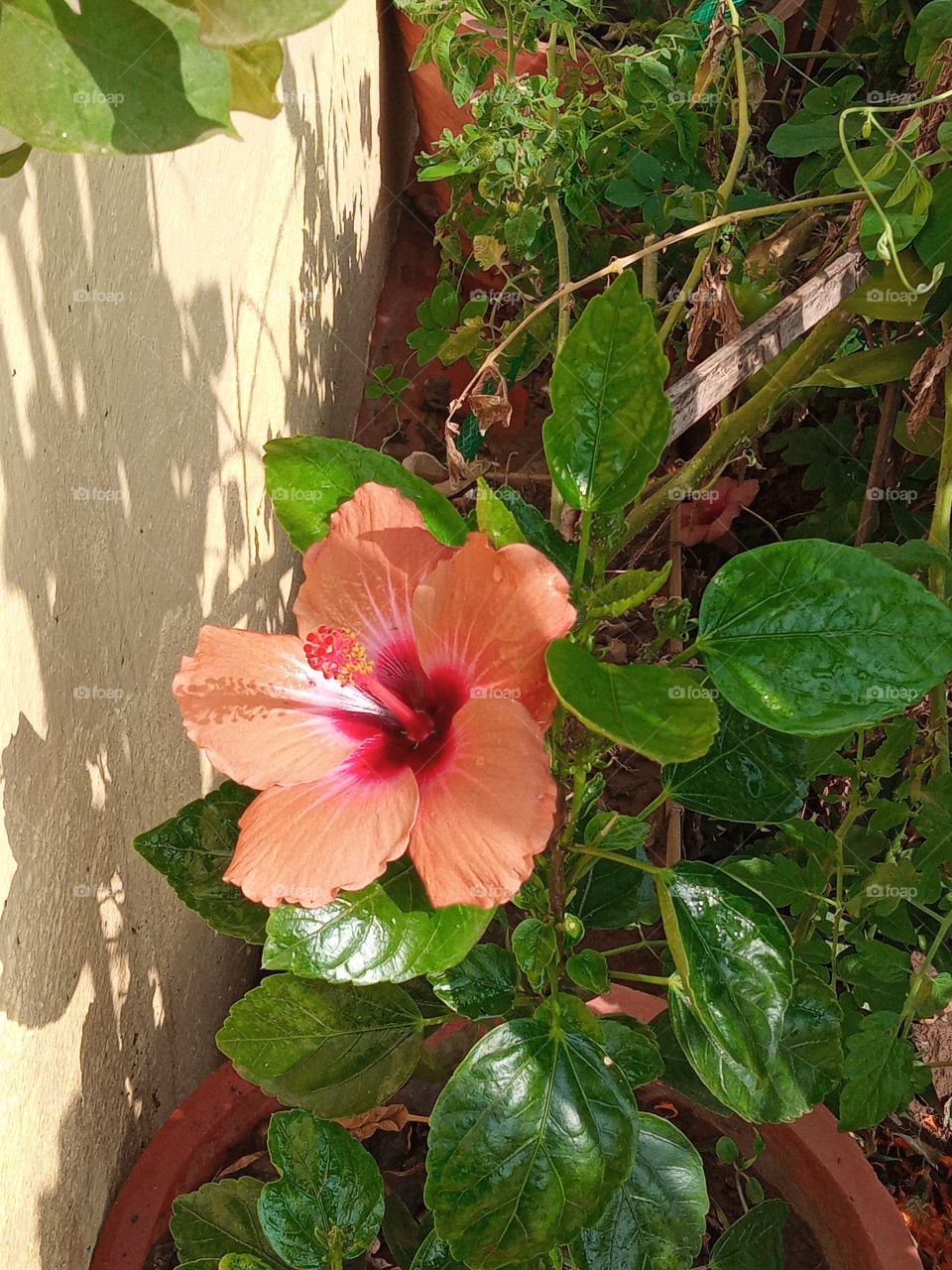 beautiful hibiscus flower 🌺🌻🌹🌷