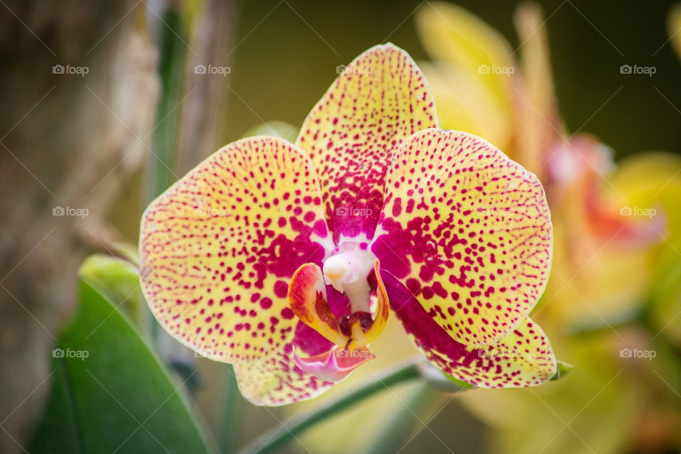 beautiful orchid flower close up