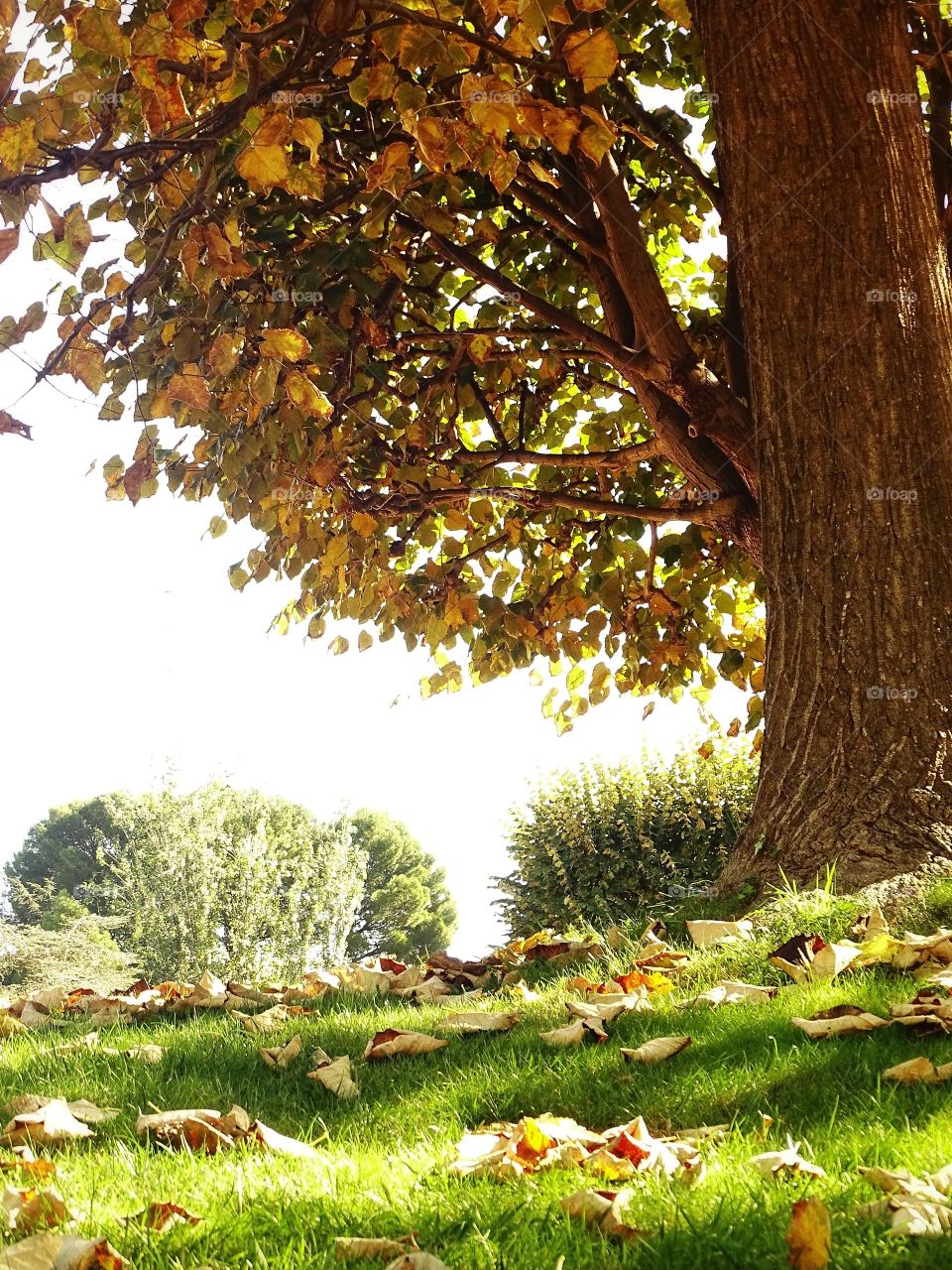 It will be that autumn comes