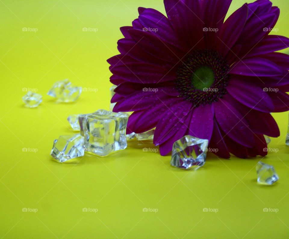 Flower and ice