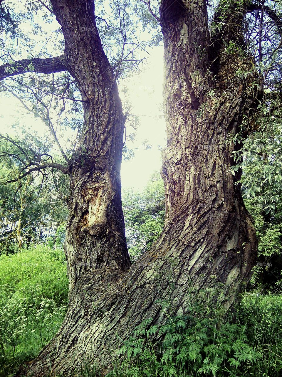 Amazing old tree