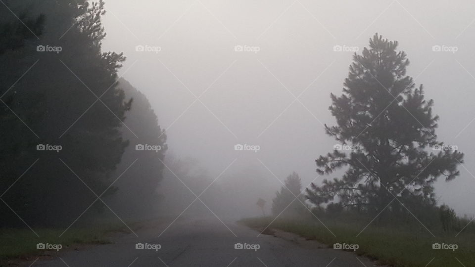 Misty morning trees