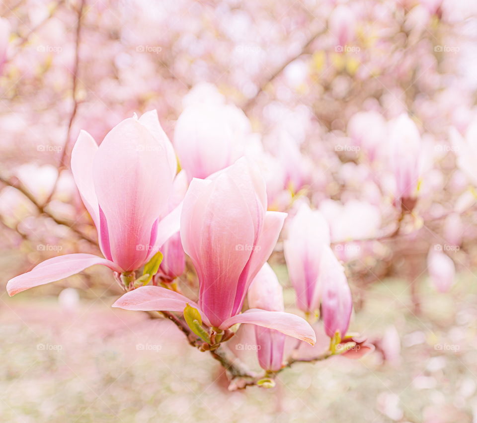 Magnolia blossom 