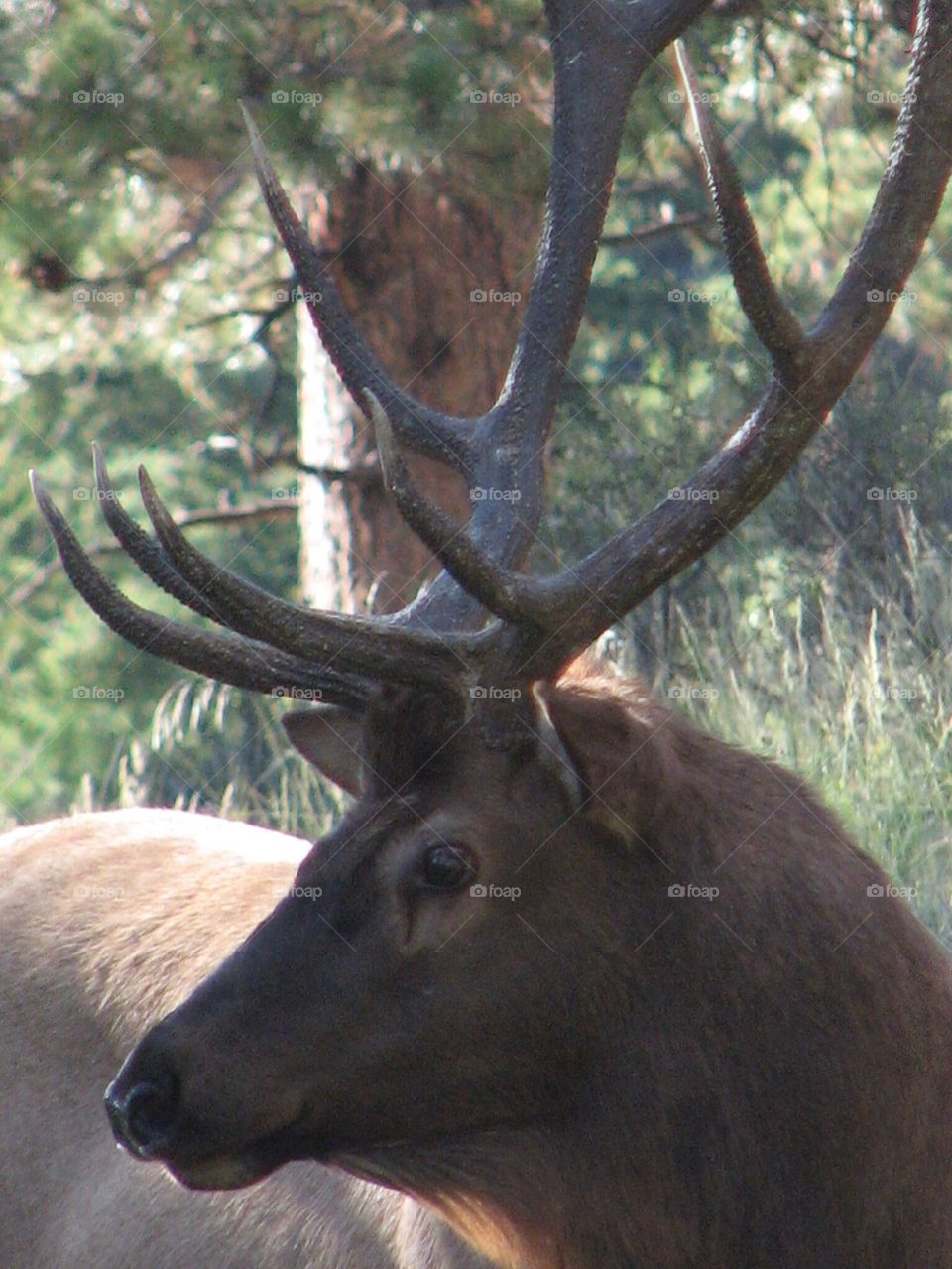 Elk